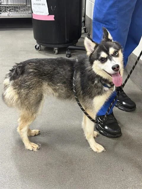 A young medium-sized female Husky dog named Sapphire for adoption in Upper Marlboro, MD