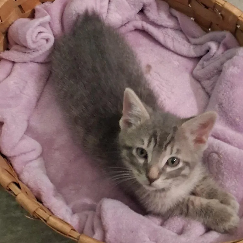 A baby small-sized male Gray / Blue / Silver Domestic Short Hair cat named Orzo for adoption in La Grange, KY