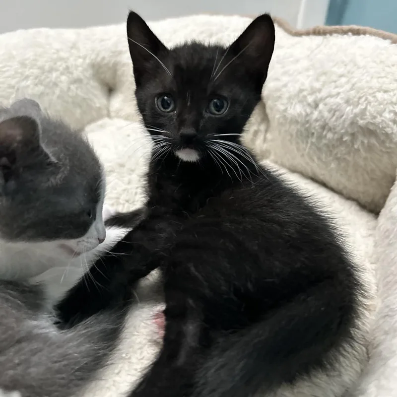 A baby small-sized female Black Domestic Short Hair cat named Tulip for adoption in Long Beach, CA