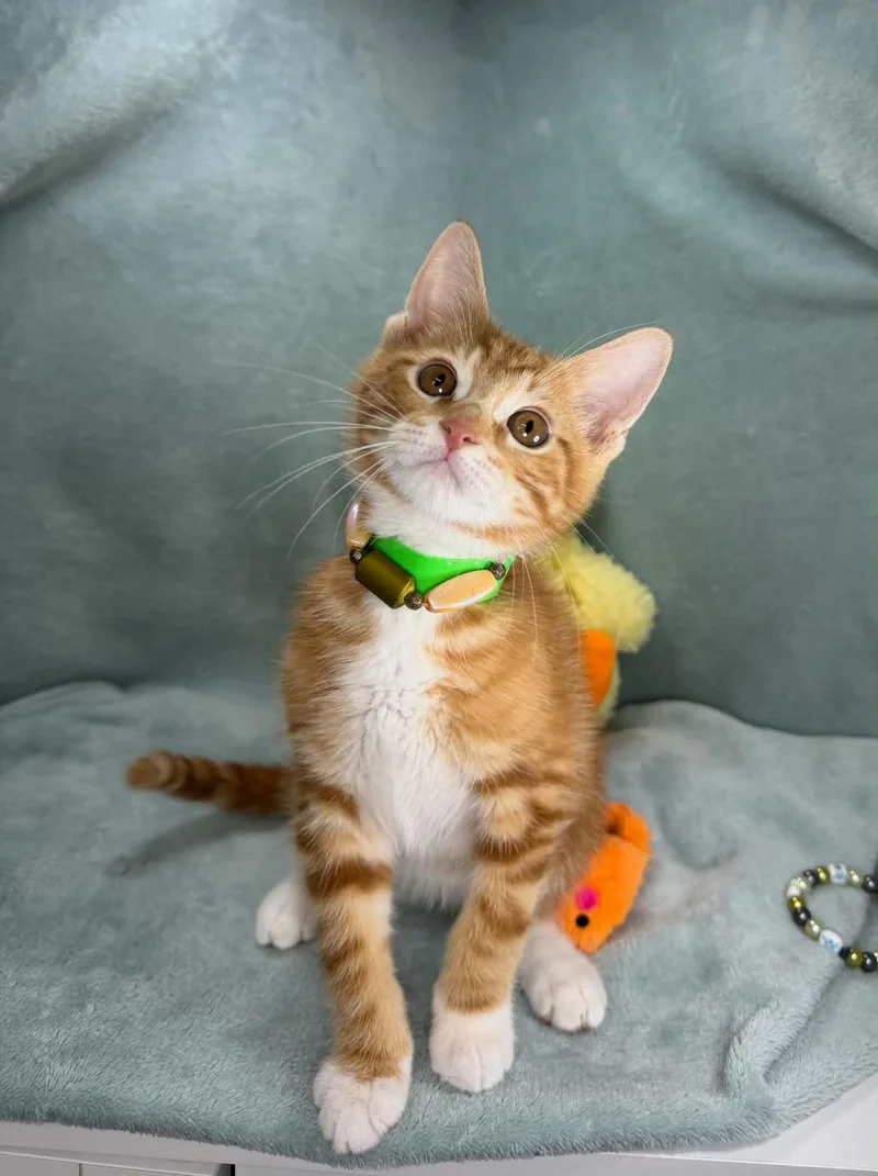 A baby medium-sized male Orange & White Tabby cat named Shrimp for adoption in Tavares, FL