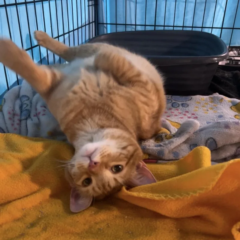 An adult large-sized female Domestic Short Hair cat named Ariel for adoption in Altoona, PA