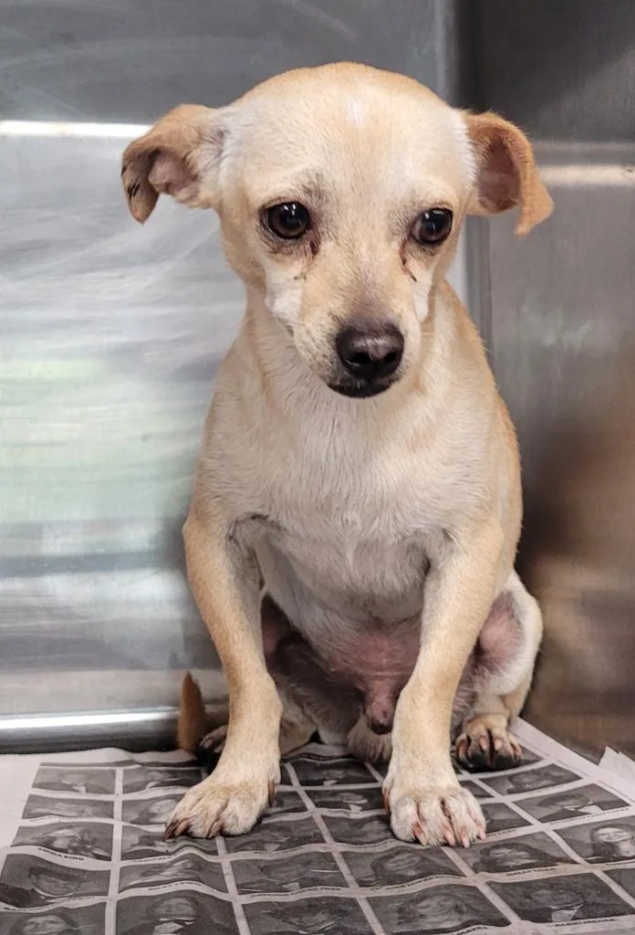 An adult small-sized male Chihuahua dog named Dynamite for adoption in Hopkinsville, KY