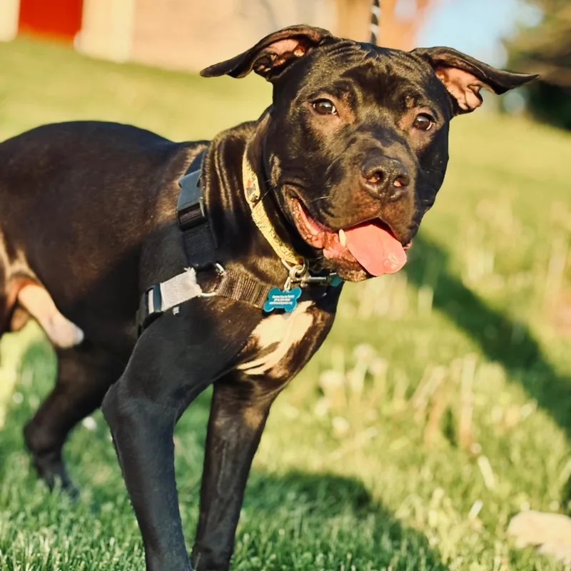 A baby medium-sized male Cane Corso dog named Douglas for adoption in State College, PA