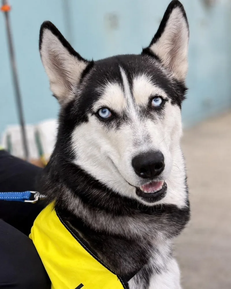 An adult medium-sized female Siberian Husky dog named Stella for adoption in Walnut Creek, CA
