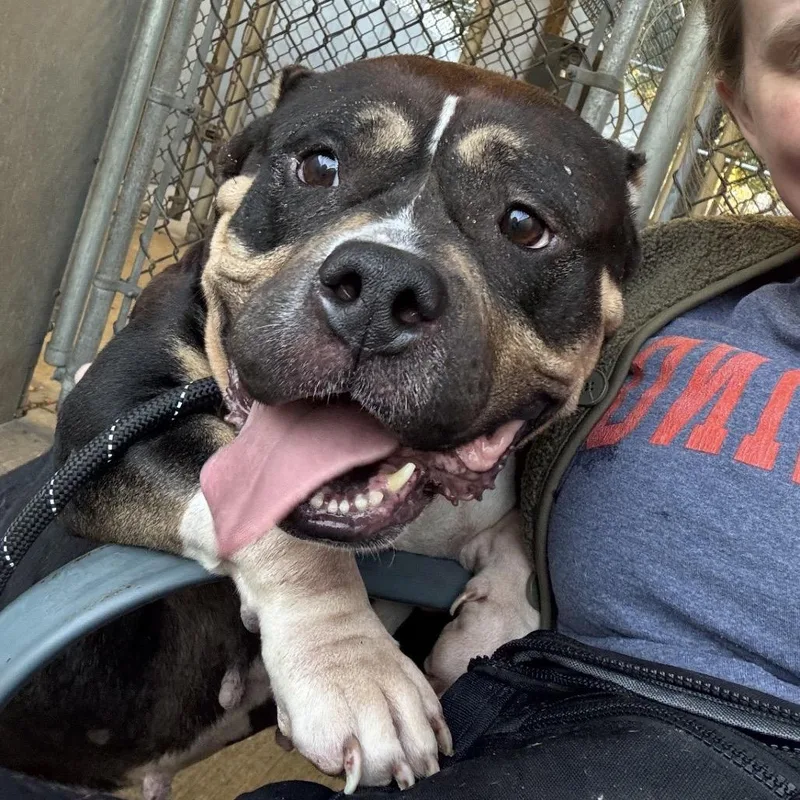 An adult medium-sized female Black Pit Bull Terrier dog named Gloria ~ Coming Soon!!! for adoption in Chicago, IL