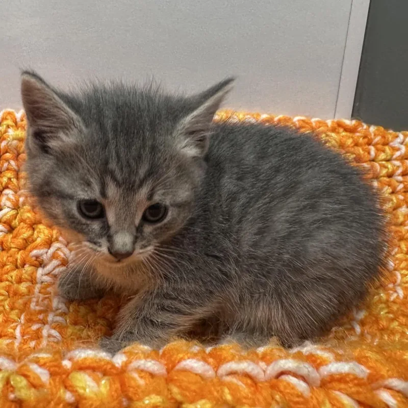 A baby small-sized female Gray / Blue / Silver Domestic Short Hair cat named BlueJay for adoption in Mount Vernon, IN