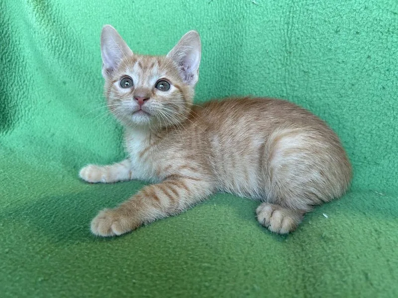 A baby small-sized male Domestic Short Hair cat named Woodford for adoption in Corpus Christi, TX
