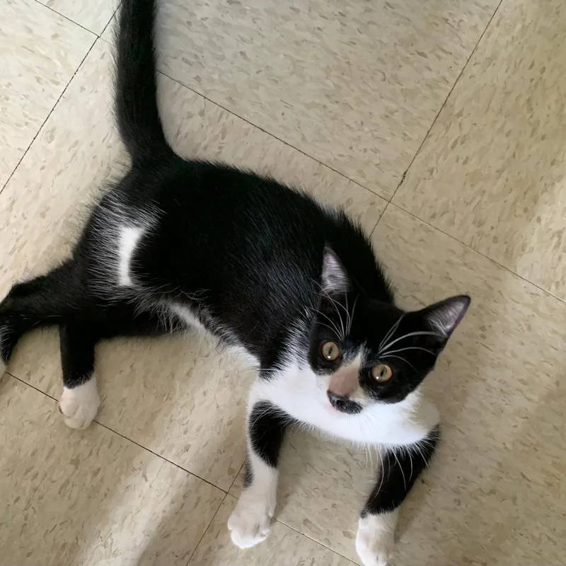 Bamboo "our Love Will