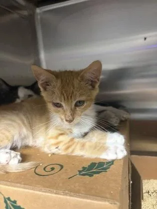 A baby small-sized male Domestic Short Hair cat named Taco Bell for adoption in West Chester, PA
