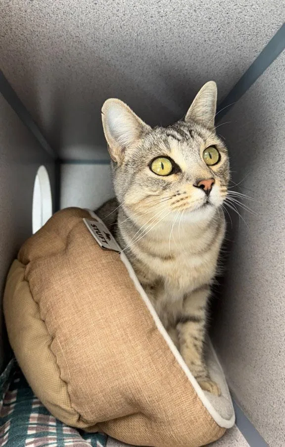 An adult medium-sized female Domestic Short Hair cat named Maui for adoption in Gardnerville, NV