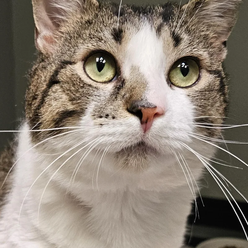 A young large-sized male Tabby (Brown / Chocolate) Domestic Short Hair cat named Thomas for adoption in Norwalk, CT