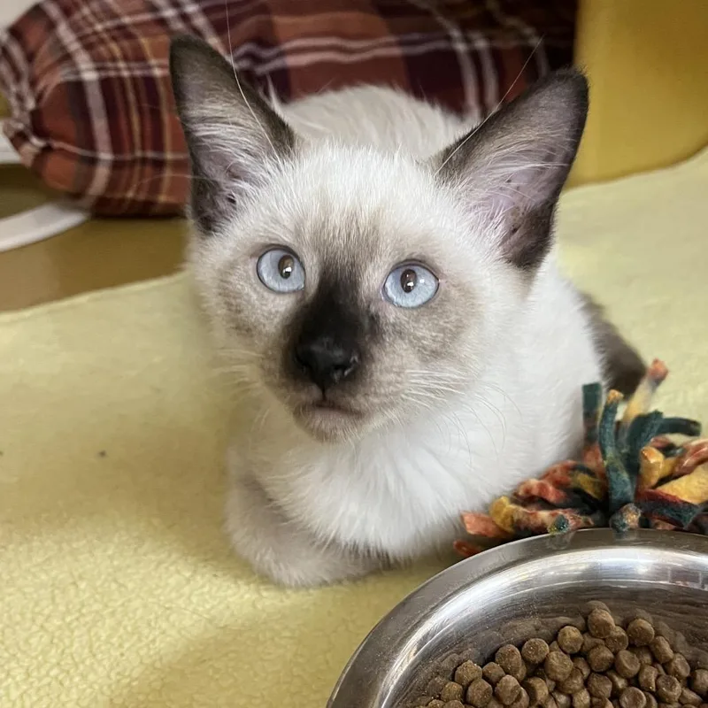 A baby small-sized female Brown / Chocolate Siamese cat named Maddie for adoption in Las Vegas, NV