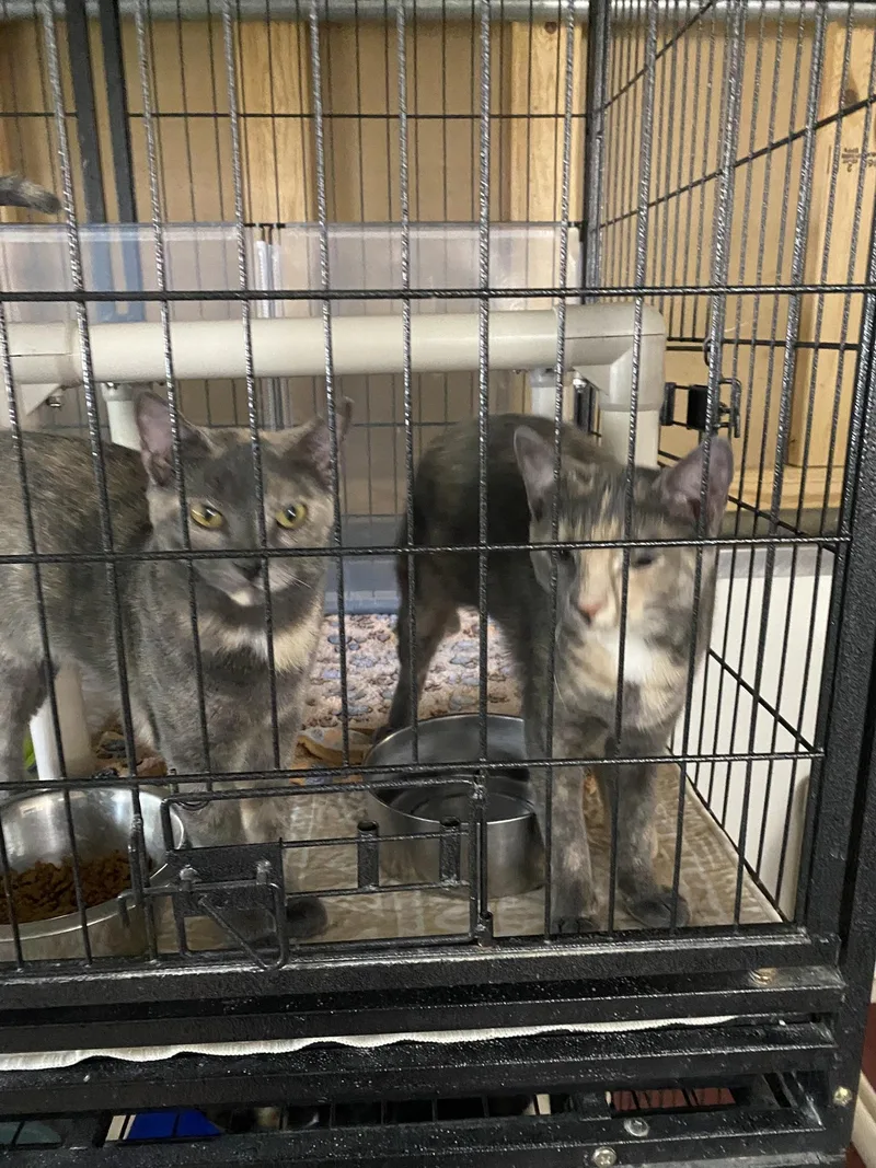 A baby medium-sized female Dilute Calico cat named Havarti & Swiss for adoption in New Richmond, WI