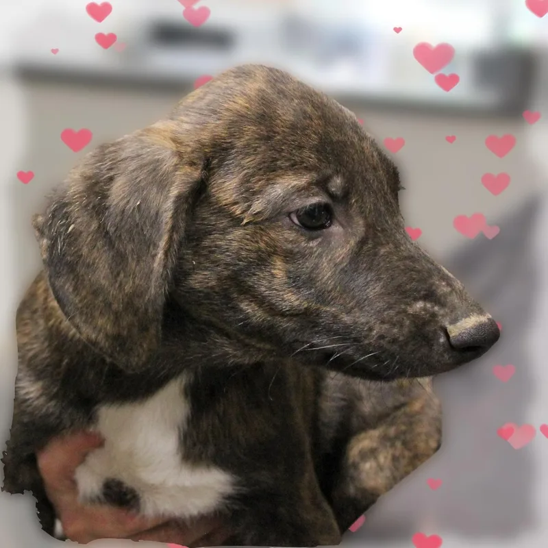 A baby medium-sized male Brindle Mixed Breed dog named Colton for adoption in Amelia, OH