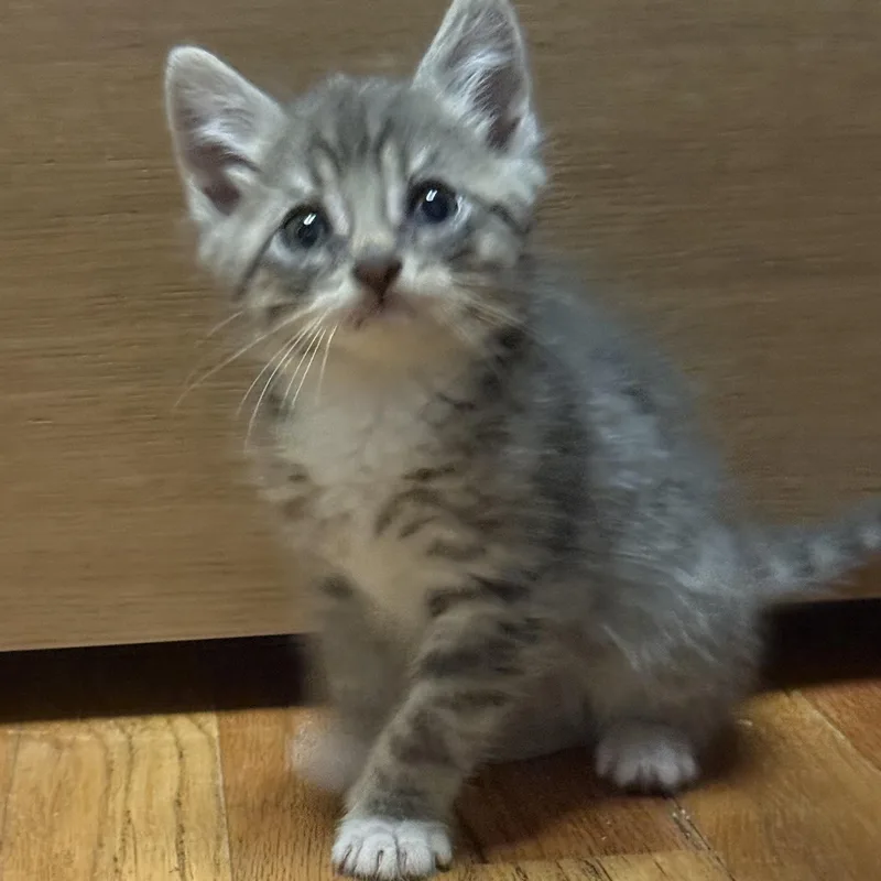 A baby medium-sized male Gray & White Domestic Short Hair cat named Archer for adoption in Moriches, NY