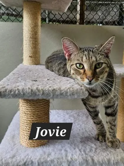 Jovie thumbnail 2