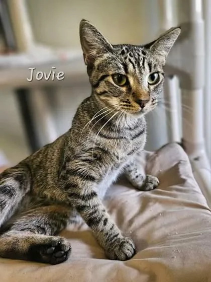Jovie
