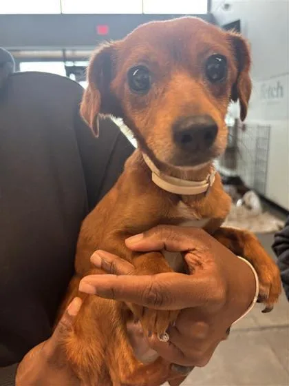 An adult small-sized female Mixed Breed dog named Coco Chanel for adoption in West Chester, PA