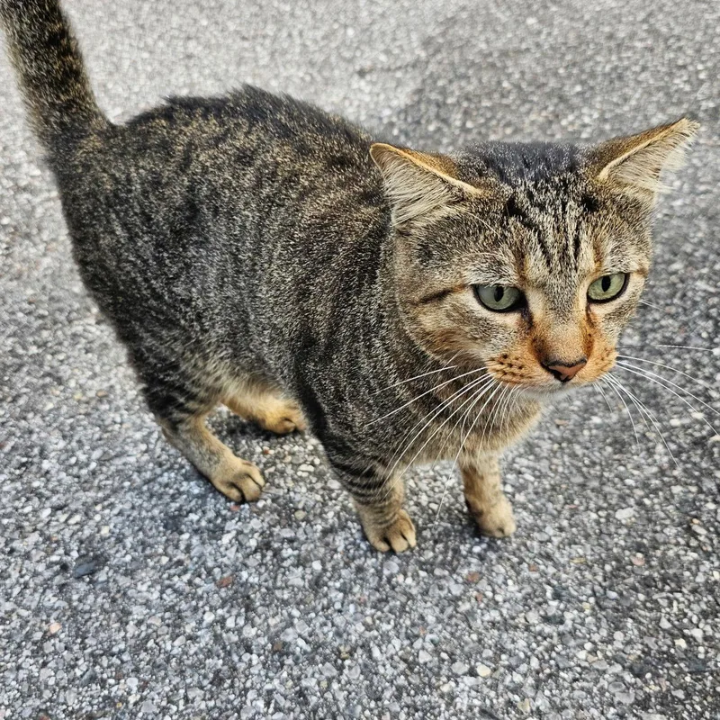 A young large-sized male Domestic Short Hair cat named Sammy for adoption in St. Cloud, FL