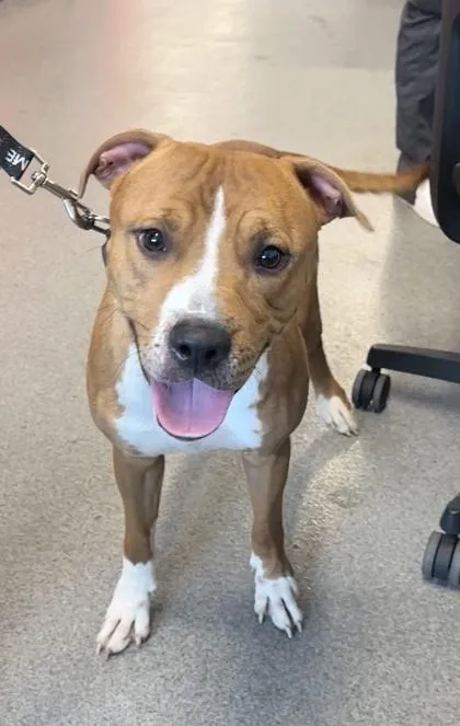 An adult medium-sized male Mixed Breed dog named Biscoff for adoption in West Chester, PA