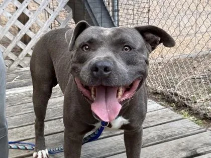 An adult large-sized male Mixed Breed dog named Courage for adoption in Georgetown, TX