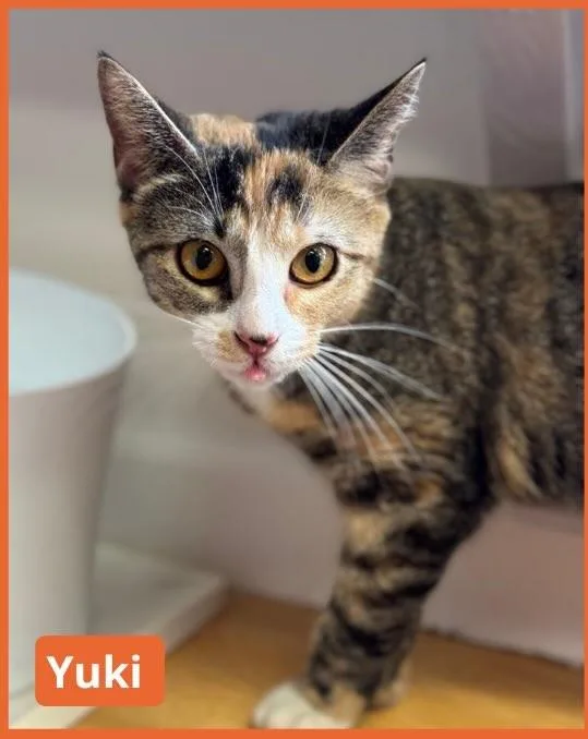 A young medium-sized female Calico Domestic Short Hair cat named Yuki for adoption in North Haven, CT