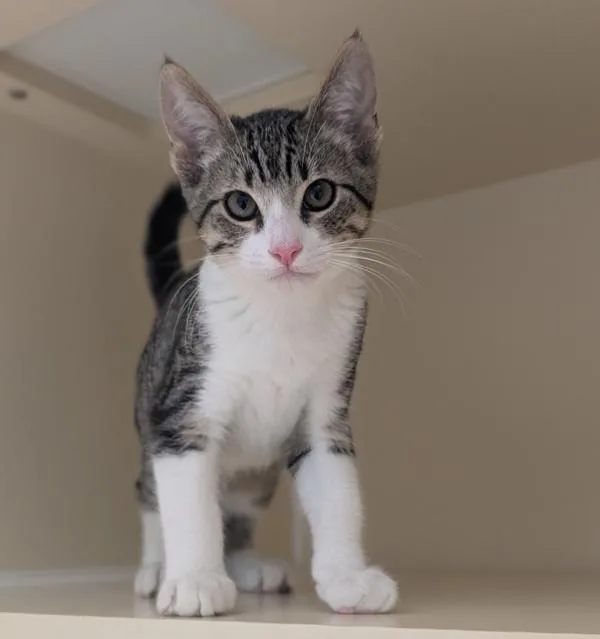 A young small-sized male Domestic Short Hair cat named Mouse for adoption in San Diego, CA