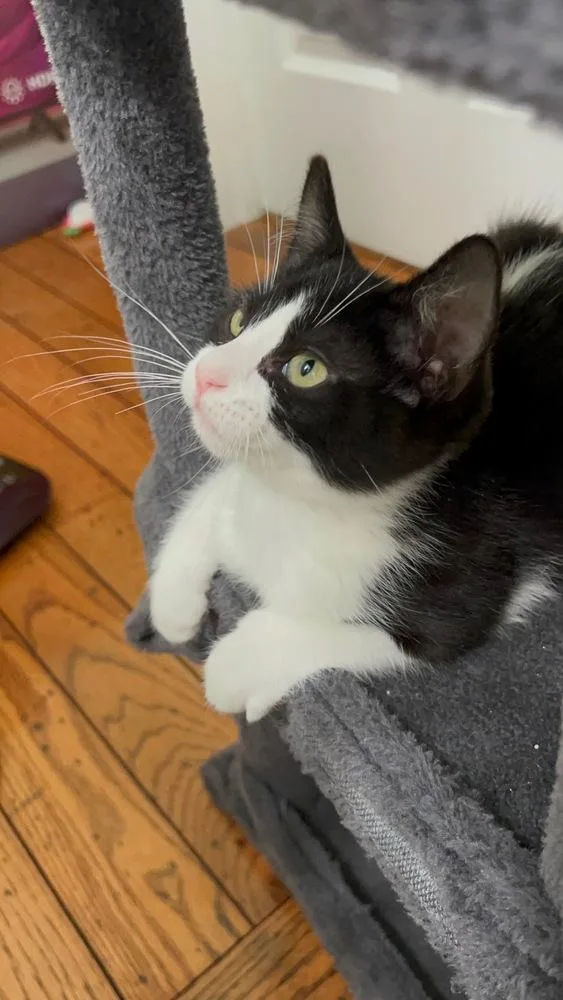 A baby small-sized male Domestic Short Hair cat named Gizmo for adoption in Aurora, CO