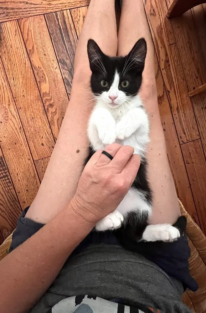 Gizmo thumbnail 2