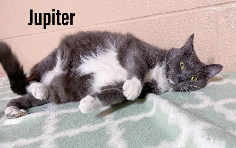 A senior large-sized female Domestic Short Hair cat named Jupiter for adoption in Clearfield, KY