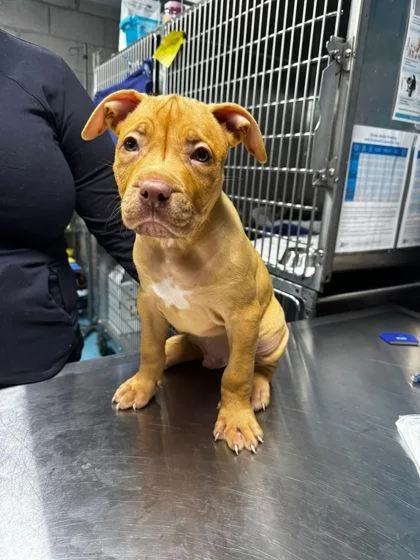 A baby small-sized male Mixed Breed dog named Tamale for adoption in Hobart, IN
