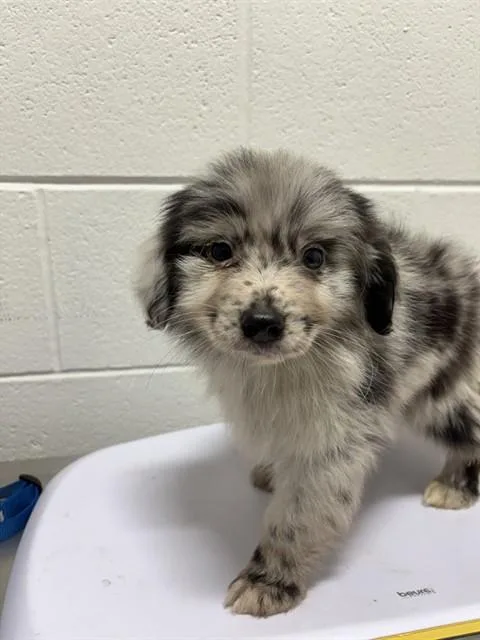 A baby small-sized male Australian Shepherd dog named Cookie for adoption in Upper Marlboro, MD