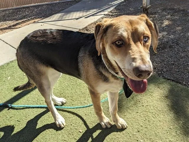 A young large-sized female Australian Shepherd dog named Azul for adoption in Phoenix, AZ