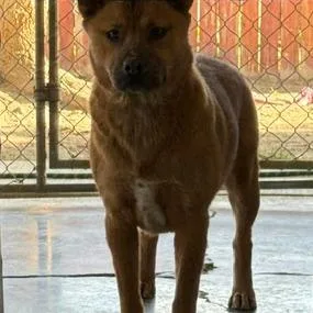 An adult small-sized female Red / Chestnut / Orange Shepherd dog named Gingerbread for adoption in Carlin, NV