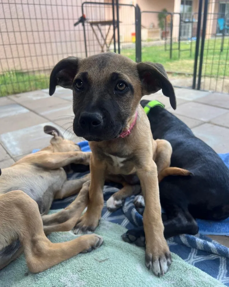 A baby large-sized female Shepherd dog named Peachy for adoption in Lemoore, CA