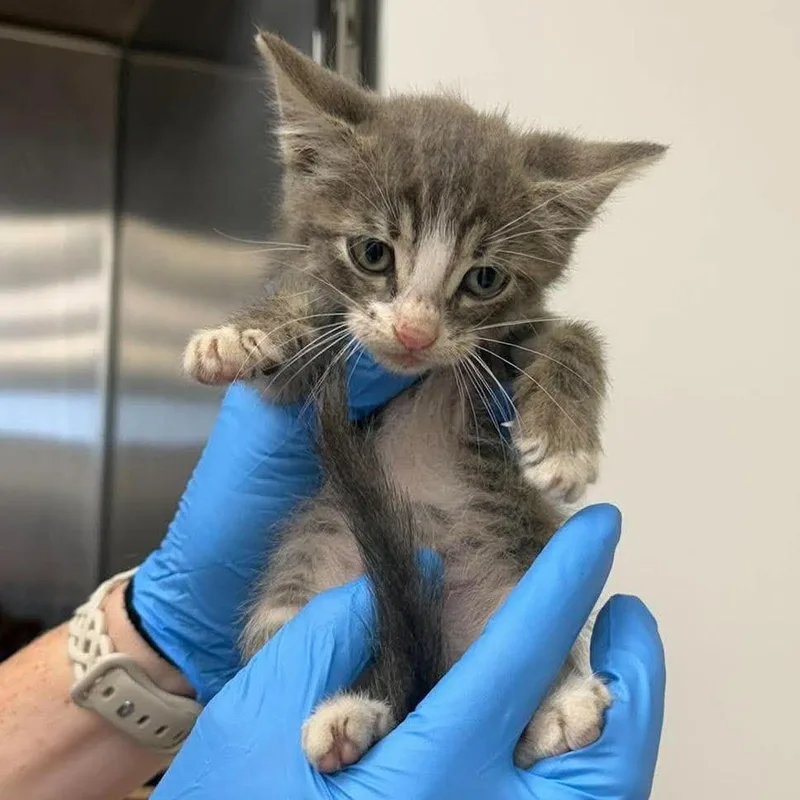 A baby small-sized male Domestic Short Hair cat named Sack for adoption in Bastrop, TX