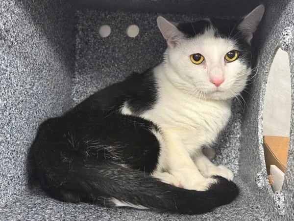 An adult medium-sized male Domestic Short Hair cat named Patches for adoption in New York, NY