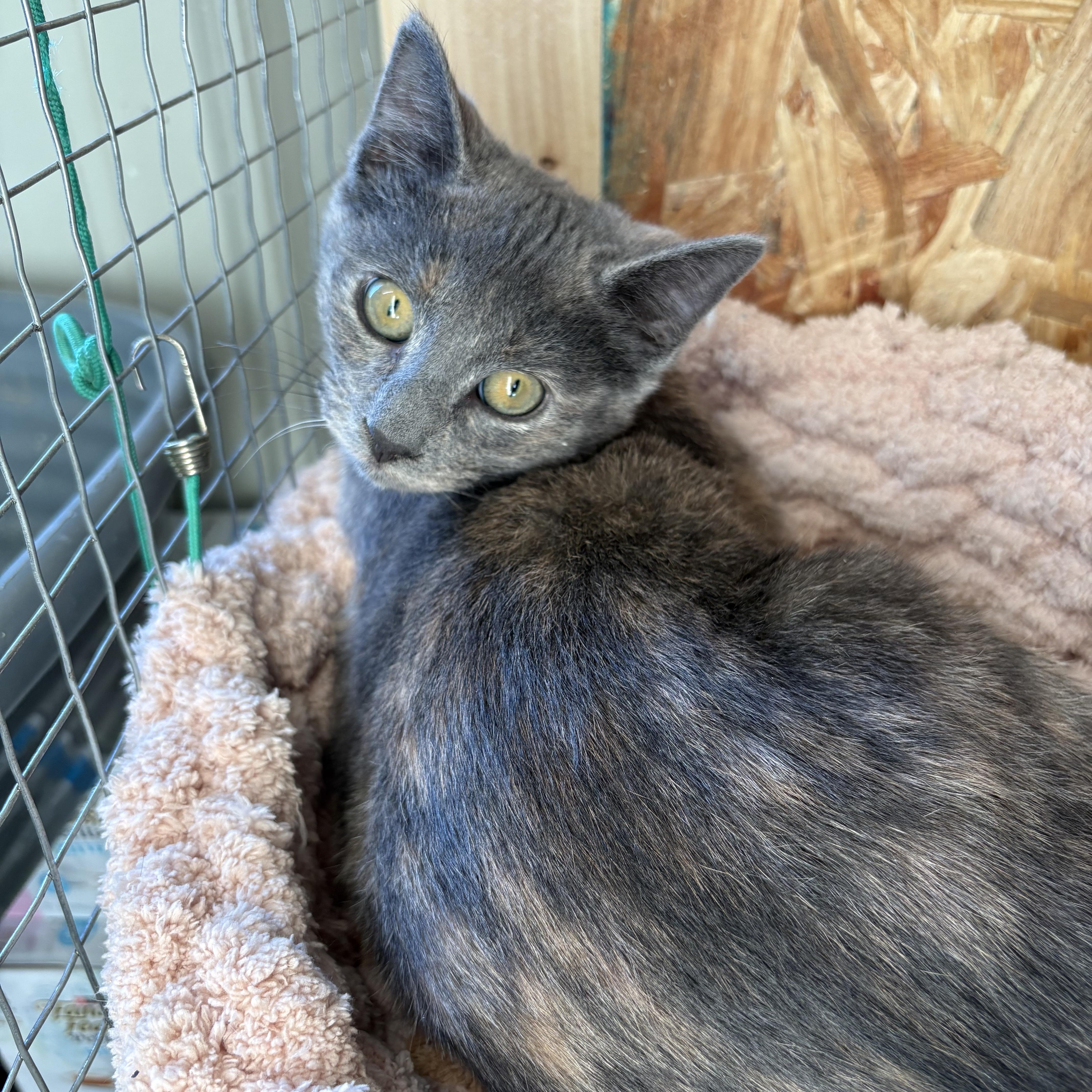 Samantha thumbnail 2