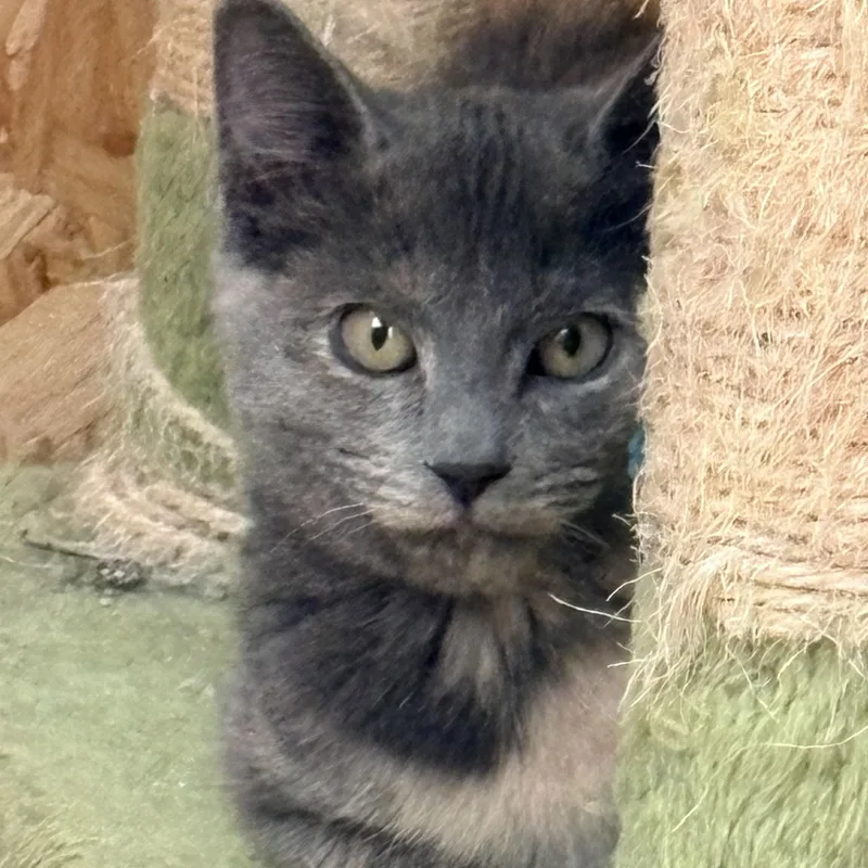 Samantha thumbnail 3