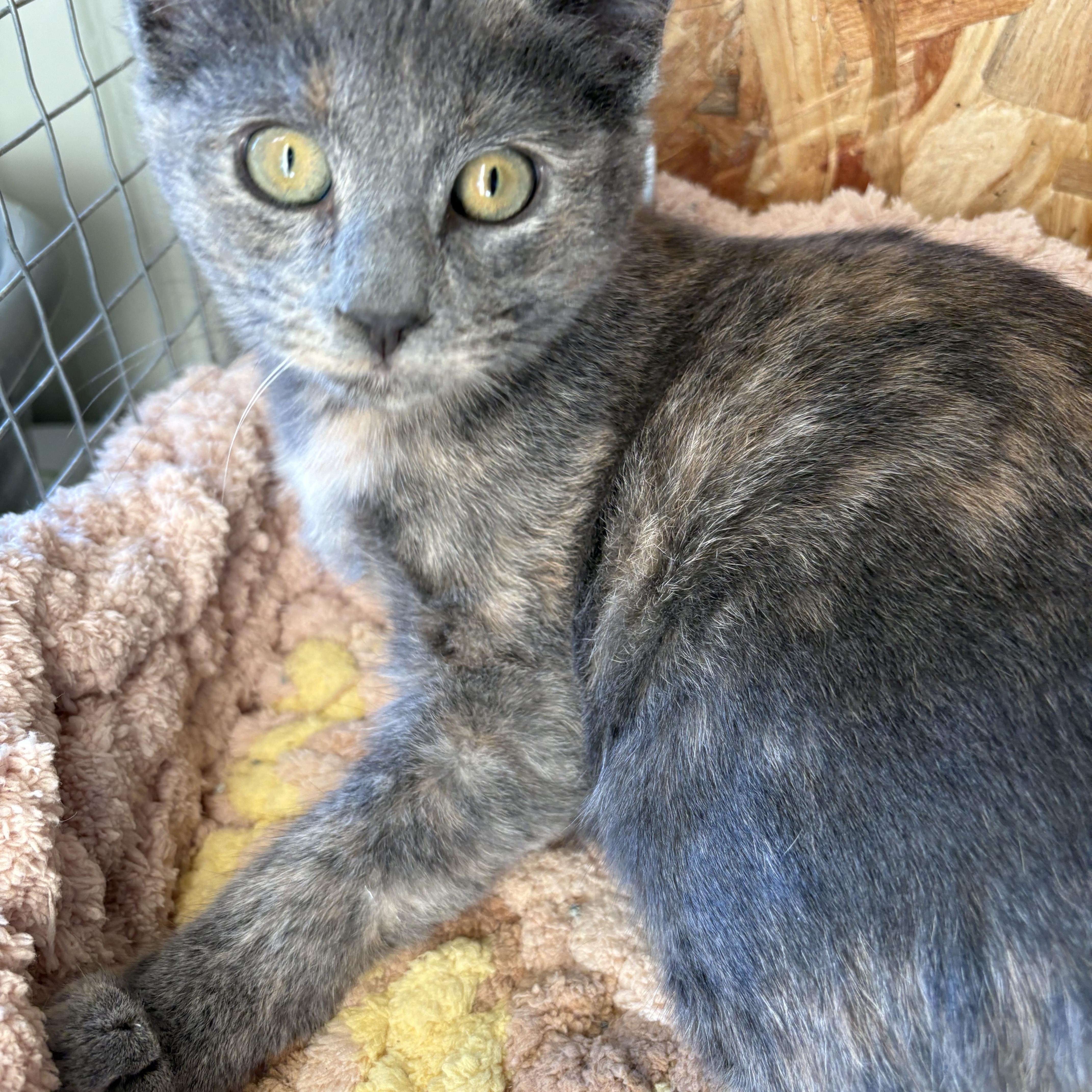 Samantha thumbnail 4