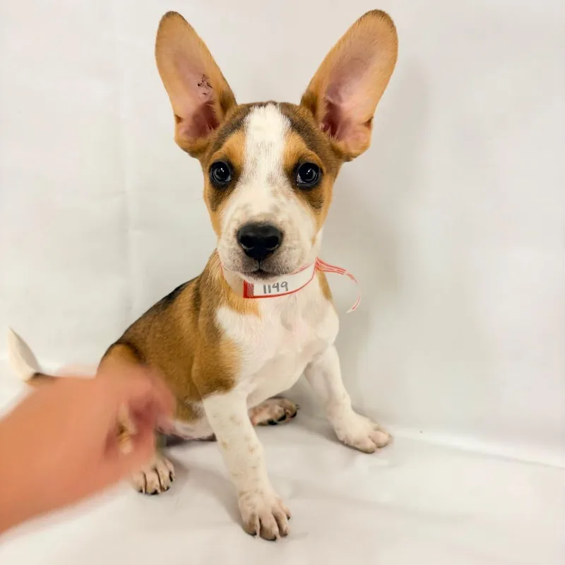 A baby small-sized male Australian Shepherd dog named Earl for adoption in Parker, CO