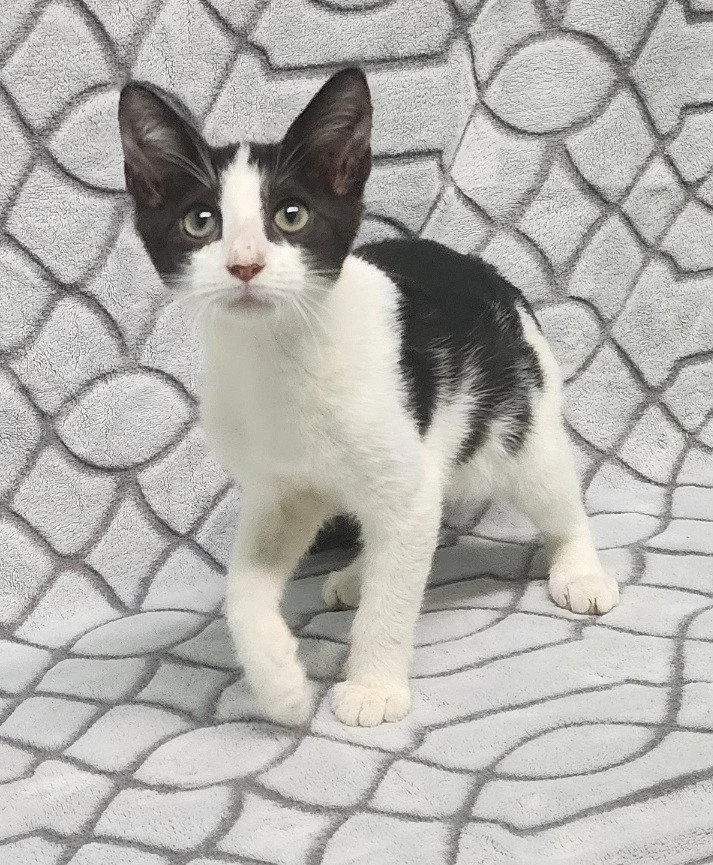 A baby medium-sized female Domestic Short Hair cat named Rosie for adoption in Wetumpka, AL