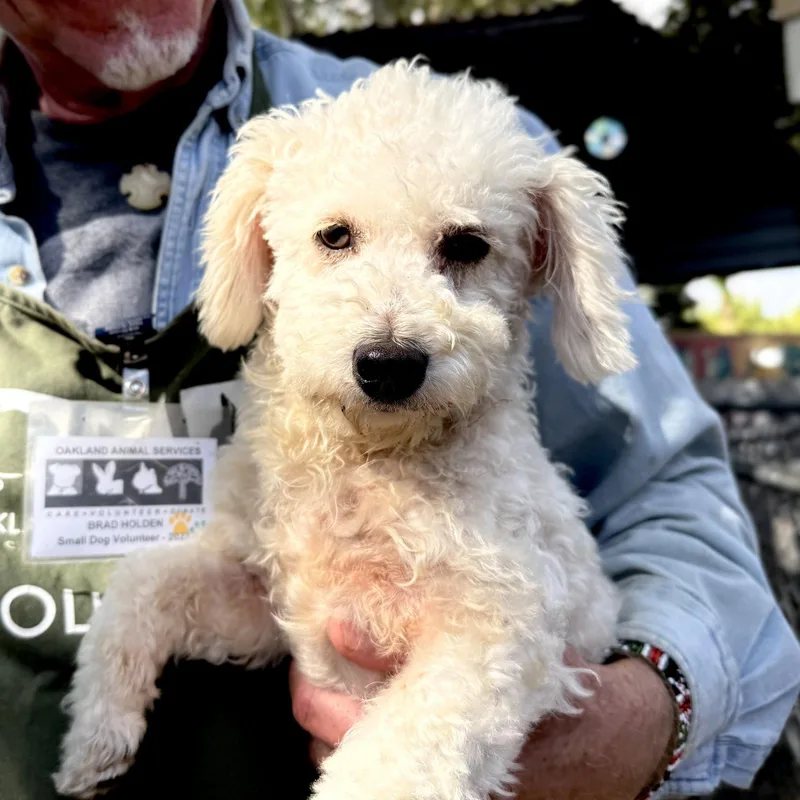 A young small-sized male Poodle dog named Cotton for adoption in Oakland, CA