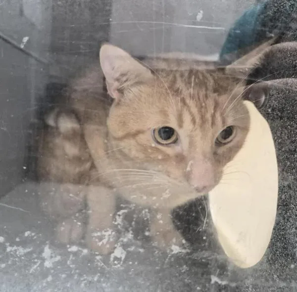 An adult medium-sized male Domestic Short Hair cat named Sun for adoption in New York, NY