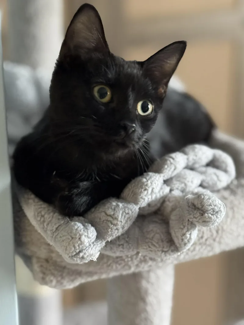 A baby medium-sized female Black Domestic Short Hair cat named Trixie And Alice for adoption in Gonic, NH