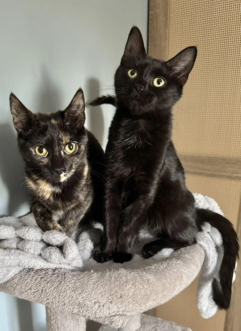 Trixie And Alice thumbnail 2