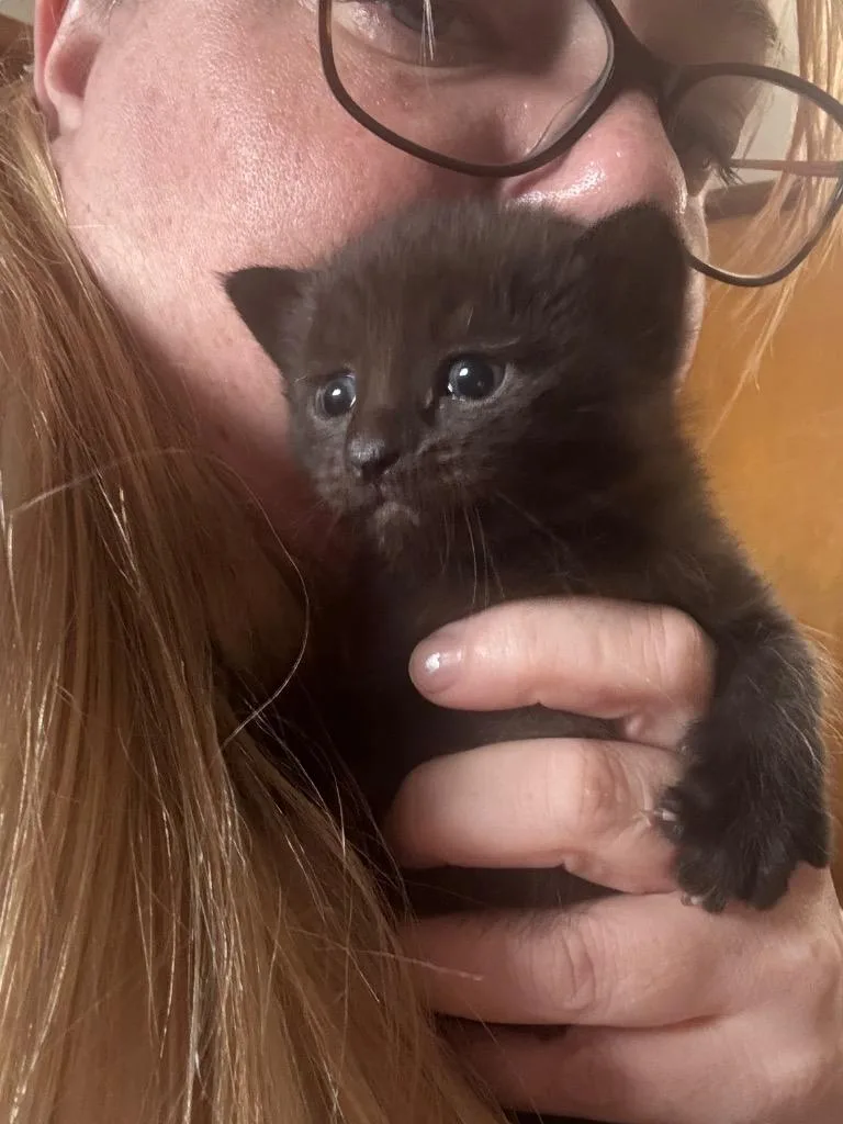A baby medium-sized female Domestic Medium Hair cat named Dr. Pepper for adoption in New Kensington, PA