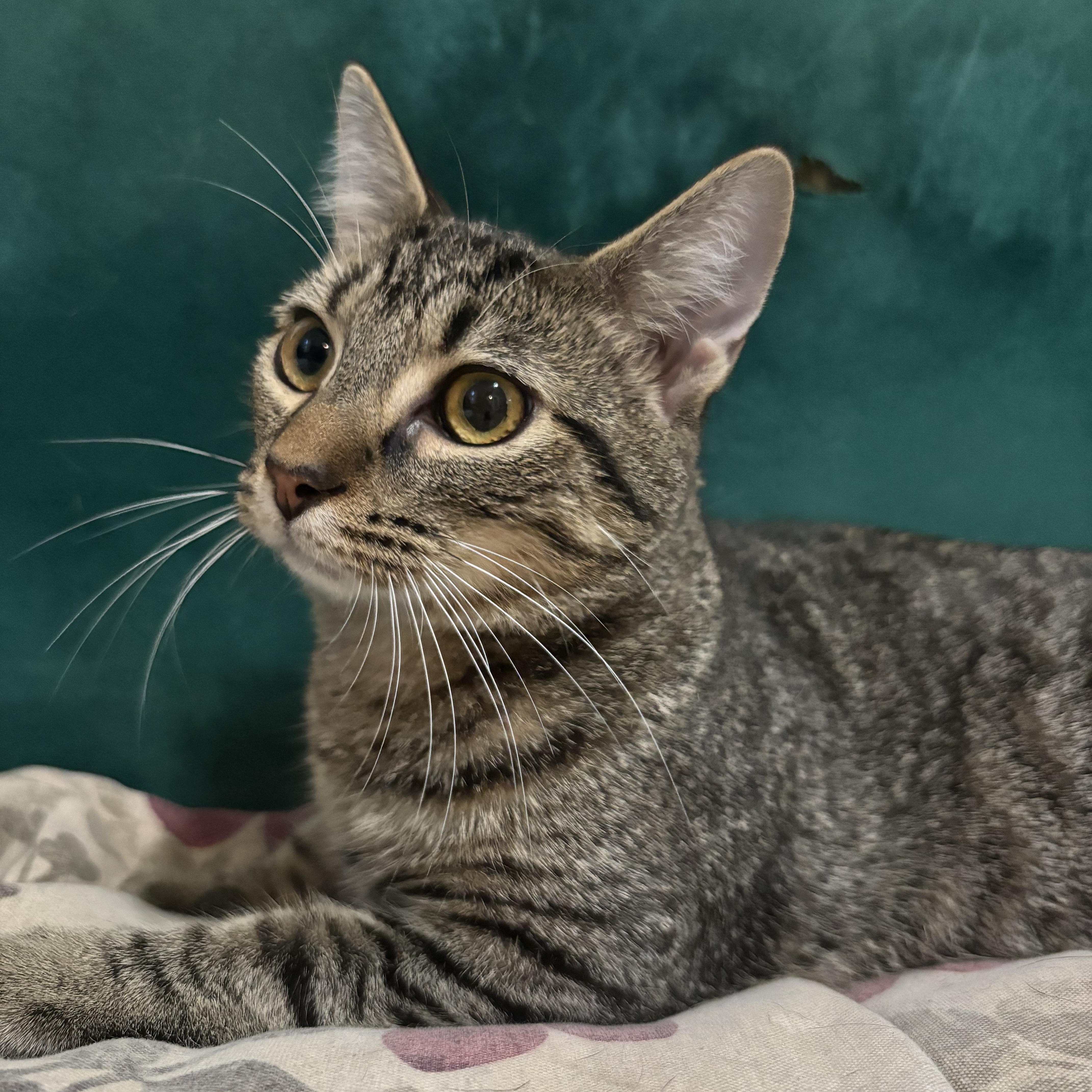 A baby small-sized male Tabby (Buff / Tan / Fawn) Domestic Short Hair cat named Taxi for adoption in Richmond, VA