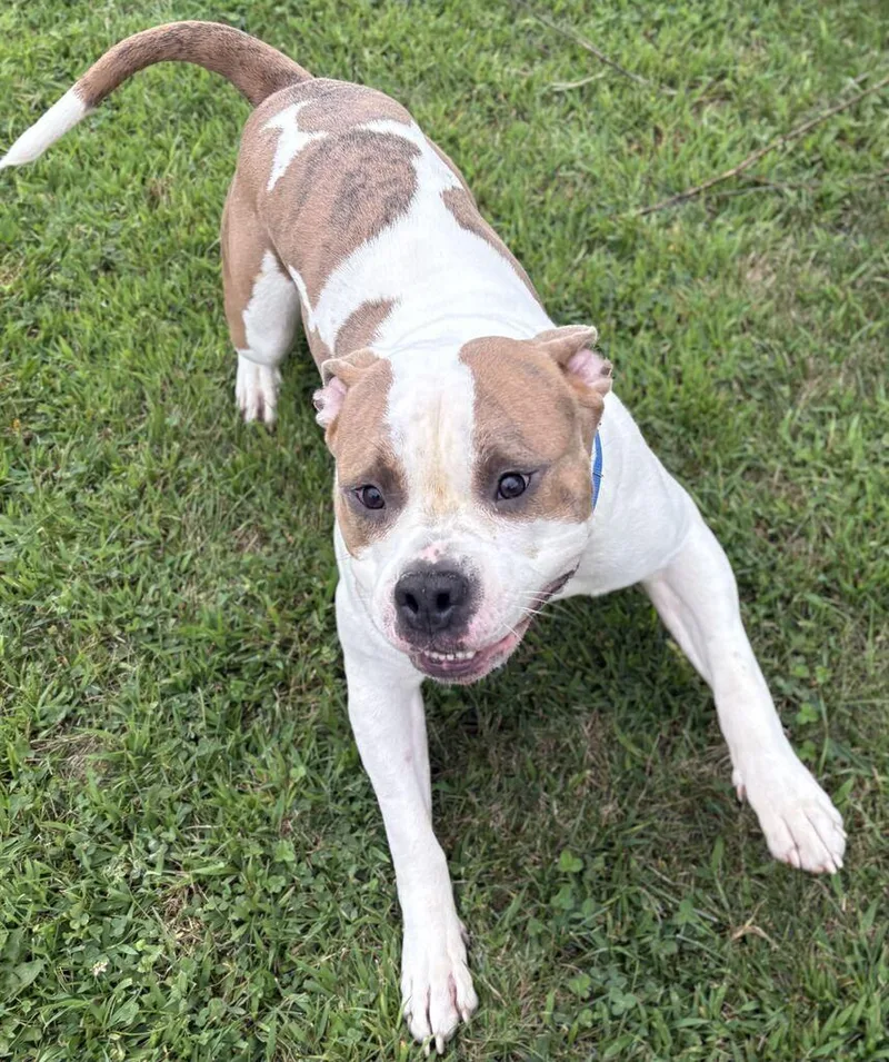 An adult large-sized male Mixed Breed dog named Harbor for adoption in Jackson, MI