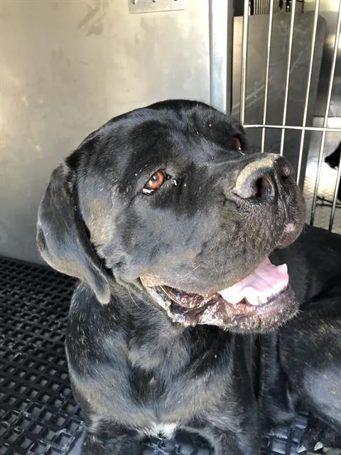 An adult large-sized female Mixed Breed dog named Lillie for adoption in Dallas, TX